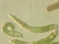Marine Euglena-like Protista at 400x