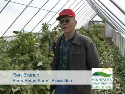 how to grow raspberries in mn