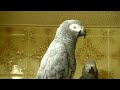 African Grey parrots bedtime noises!