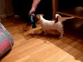 Milo jack russel harasing cat and messing around