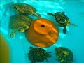 Meet my turtles and tortoises