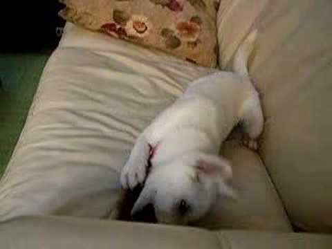 kishu
