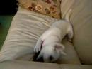 Crazy Kishu