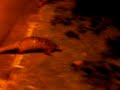 Giant Pangolin spotted in Singapore Giant Pangolin spotted in Singapore