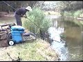Torrens Catfish