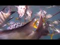 Whitsundays Snorkling Part.6
