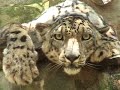 About Big Cat Rescue
