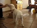 Otro m�s de Benji obediente.