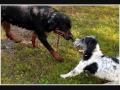 2010-05-25 | Mes Tiz'amours ~> Bagherra Belle (rottweiler femelle) et Snoopy (mlange griffon, mle) tous les 2 ont 6 ans et demi et c'est mes ti'zamours Toki ... rottweiler ... ()
