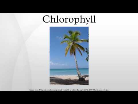 how to isolate chlorophyll b