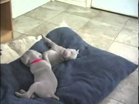 Split Rock Weimaraners(Sale Pending)