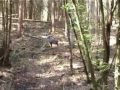 Jagdturnier in Collenberg 2008