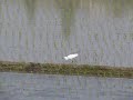 田んぼのコサギ　a little egret in TANBO(a rice field)