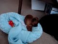 Cliquez pour voir la vid�o