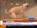Kalady Dog Catch News Manorama 