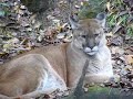 Nashville Zoo - Cougar Nashville Zoo - Cougar