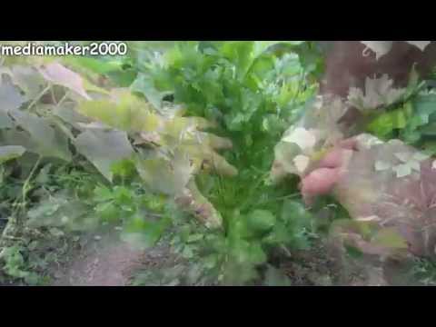 how to replant celery