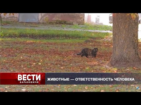 Вести Барановичи 05 ноября 2024.