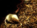babymouse vs. babysnake