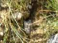 videos de Spots the Super Frog - Part 5-A