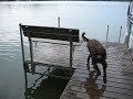 Wally the Labradoodle - Dock Diving