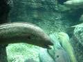 videos de Moray Eels At The Forbidden Reef At Sea World San Diego