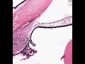 Shotgun Histology Eye