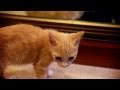 Smittens, the cute kitten flood survivor