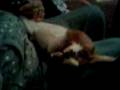videos de funny dog maisy funny reflexes