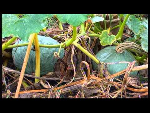 hmoob - nyobntujdeb hmoob clermont-fd mus ncig teb chaw 26 / 11 / 2013-14 youtube.