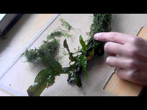 how to attach aquarium moss to rock