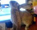 Trying to train my rabbit to stand Trying to train my rabbit to stand