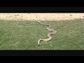 notice the forked tongue. the snake uses this to 
