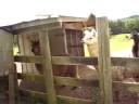 Derek and the emu