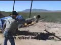 Border Fence-MCDC