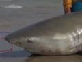 SHARK FISHING IN CORPUS CHRISTI TEXAS