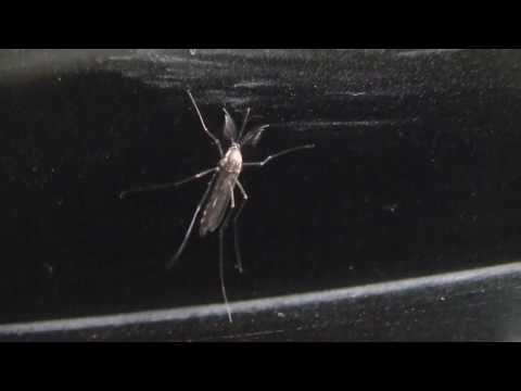 Indian mosquito 1