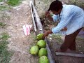 eating coconut jelly the pomeroon way