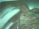 Blood vessels on the rabbit 1-Anatomy35 (Mtsac)