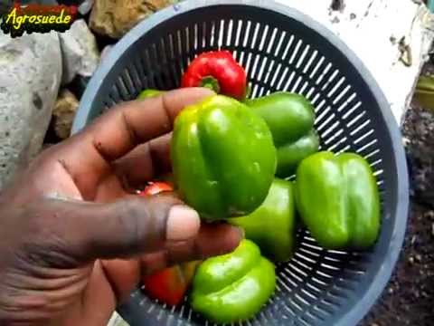 how to transplant bell peppers