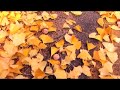 Autumn in KIST with falling yellow leaves