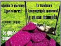 mi estrella blanca fondo flamenco