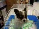 Perro que dice agua