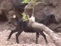 Goats Gone Wild