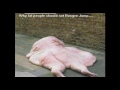 Awesome Funny Pictures