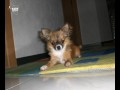 Er geh�rt zu mir ^^ (Mein kleiner Chihuahua)