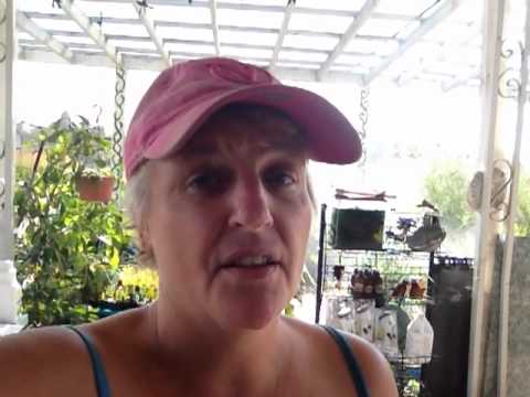 how to fertilize hyacinth