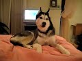 Husky zegt: I love you!