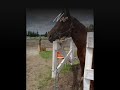 Mister Zip Cyrano Zan