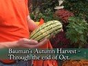 Bauman Harvest Festival